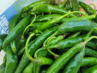 박규범님의 고추 · 병해충상담 작성글 사진