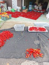 팜모닝 고추·영농일지 게시글 이미지