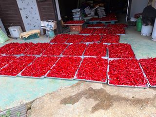 호박 정정호님의 고추 · 영농일지 작성글 사진