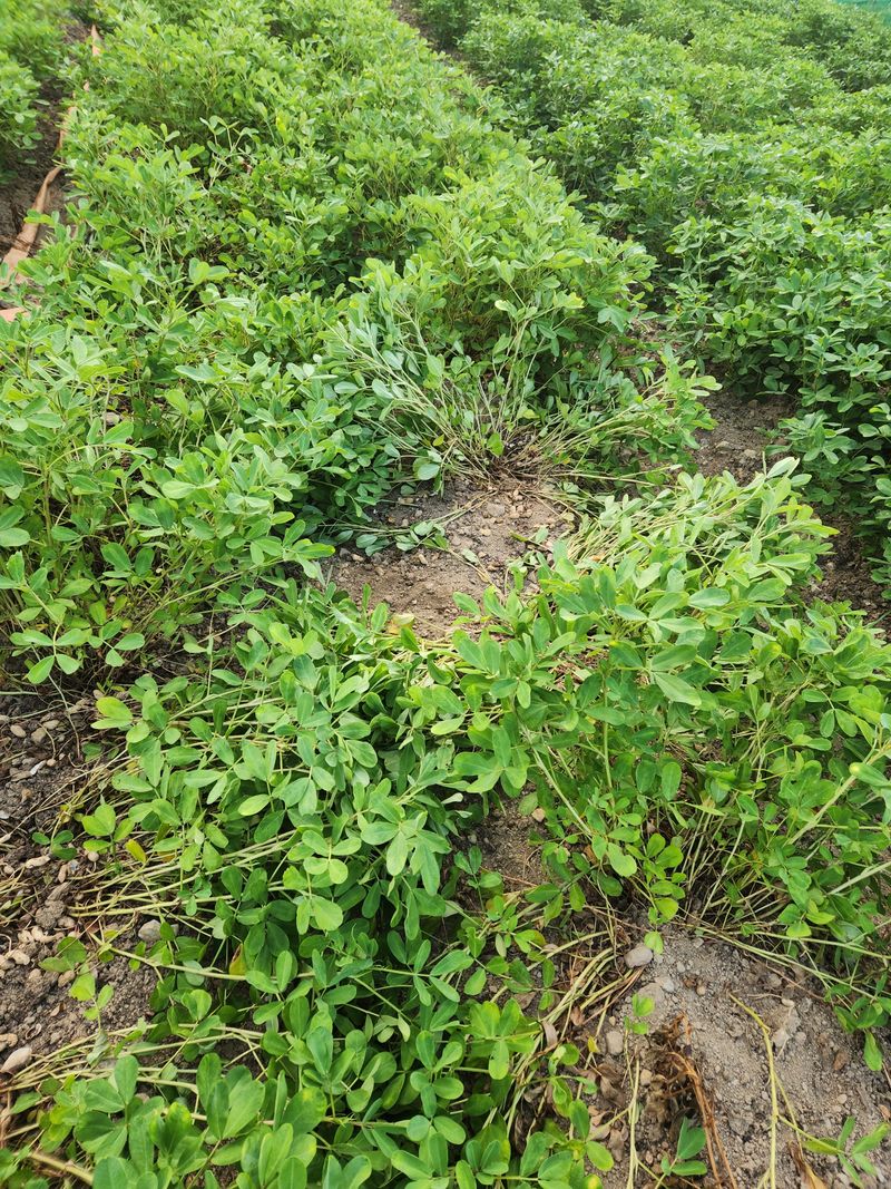 허정양님의 장터 판매 상품 [땅콩판매힙니다] 첨부 사진