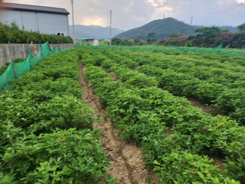허정양님의 장터 판매 상품 [땅콩판매힙니다] 첨부 사진