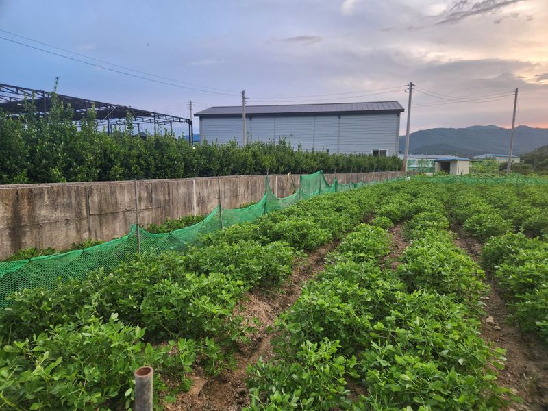 허정양님의 장터 판매 상품 [땅콩판매힙니다] 첨부 사진