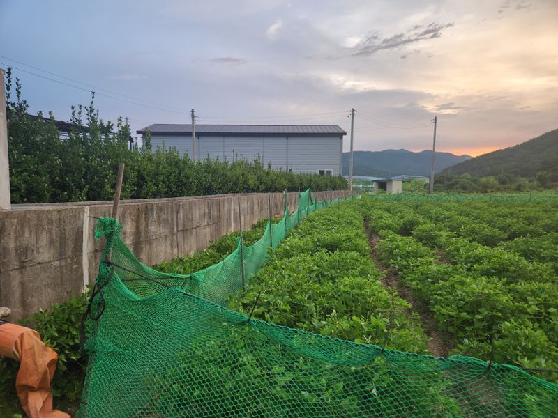 허정양님의 장터 판매 상품 [땅콩판매힙니다] 첨부 사진