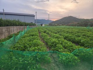 허정양님의 작성글 사진