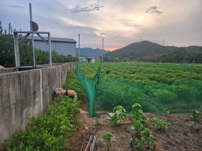 허정양님의 장터 판매 상품 [땅콩판매힙니다] 첨부 사진