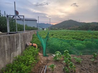 허정양님의 작성글 사진