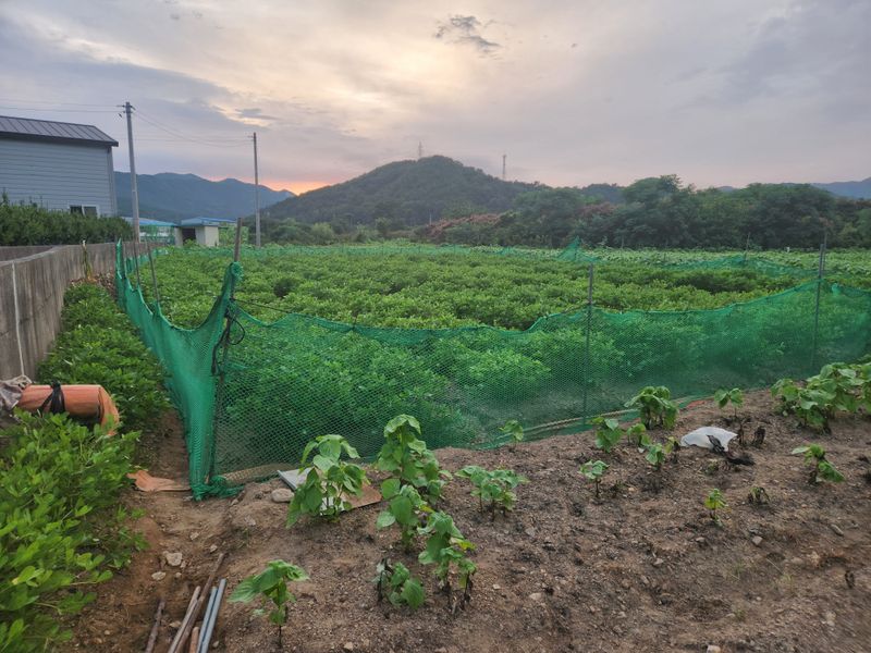 허정양님의 장터 판매 상품 [땅콩판매힙니다] 첨부 사진