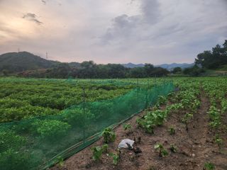 허정양님의 작성글 사진