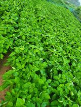 팜모닝 들깨·영농일지 게시글 이미지