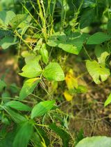 팜모닝 자유주제·자유게시판 게시글 이미지