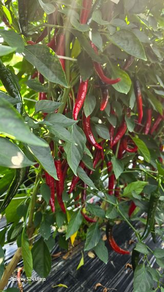 홍성부님의 고추 · 영농일지 작성글 사진