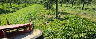 미스터션샤인님의 사과 · 영농일지 작성글 사진