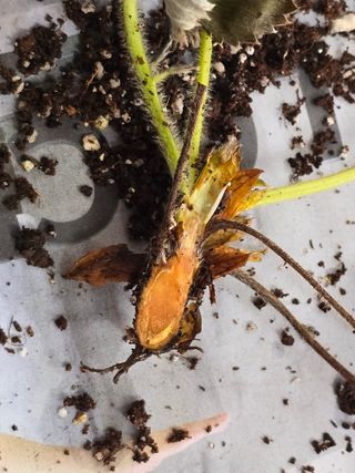 0125님의 딸기 · 병해충상담 작성글 사진