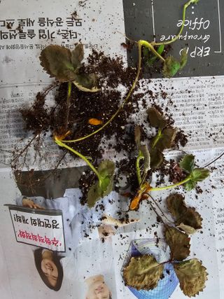 0125님의 딸기 · 병해충상담 작성글 사진