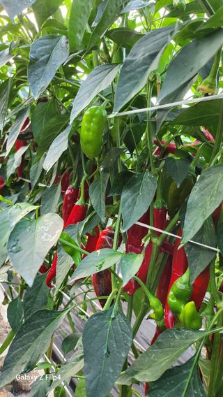 대야산촌놈님의 자유주제 · 자유게시판 작성글 사진