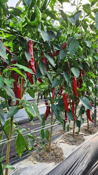 대야산촌놈님의 자유주제 · 자유게시판 작성글 사진