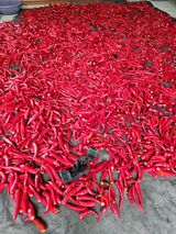 팜모닝 고추·영농일지 게시글 이미지