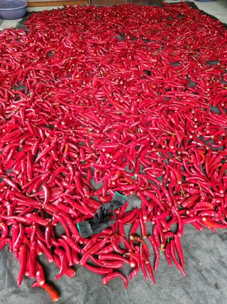 배추님의 고추 · 영농일지 작성글 사진