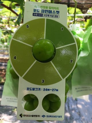 오이13686님의 포도 · 자유게시판 작성글 사진