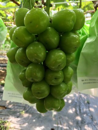 오이13686님의 포도 · 자유게시판 작성글 사진