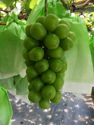 오이13686님의 포도 · 자유게시판 작성글 사진