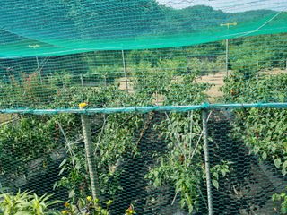 김종태 님의 팜모닝 · 출석 작성글 사진