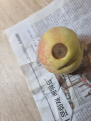 김동수 님의 복숭아 · 병해충상담 작성글 사진