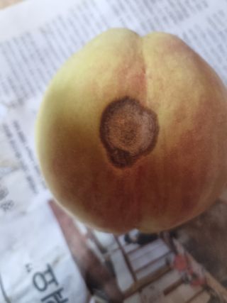 김동수 님의 복숭아 · 병해충상담 작성글 사진