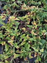 팜모닝 기타작물·병해충상담 게시글 이미지