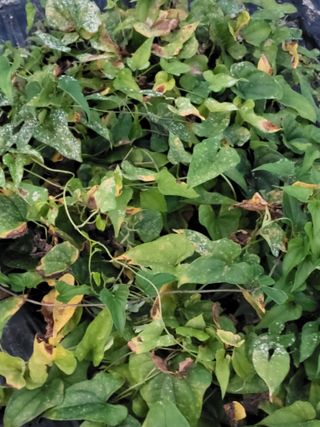 김진원님의 기타작물 · 병해충상담 작성글 사진