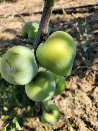 김영득님의 자두 · 영농일지 작성글 사진