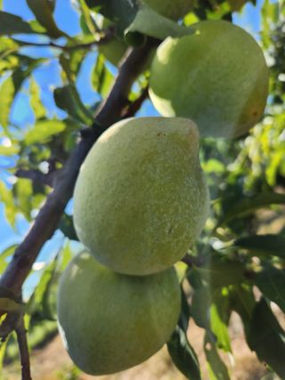 김영득님의 자두 · 영농일지 작성글 사진