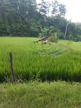 팜모닝 벼·영농일지 게시글 이미지