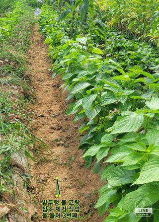 조용길님의 자유주제 · 자유게시판 작성글 사진