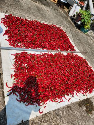 오영세님의 들깨 · 영농일지 작성글 사진