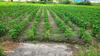 시골농부현장 현장박님의 자유주제 · 자유게시판 작성글 사진