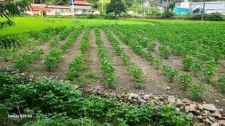 시골농부현장 현장박님의 자유주제 · 자유게시판 작성글 사진