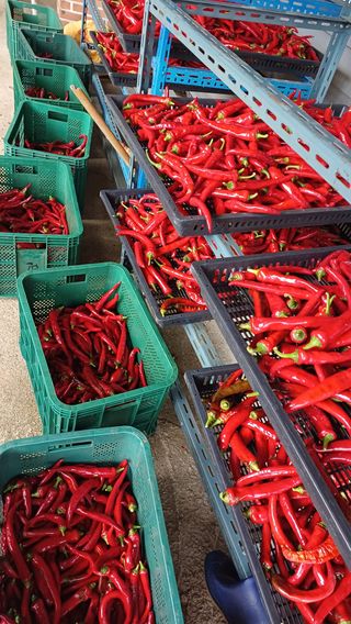 이순기님의 고추 · 영농일지 작성글 사진