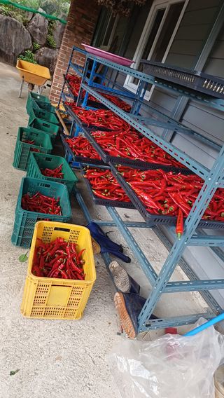 이순기님의 고추 · 영농일지 작성글 사진