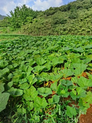 독골농원님의 자유주제 · 자유게시판 작성글 사진
