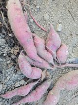 팜모닝 자유주제·자유게시판 게시글 이미지