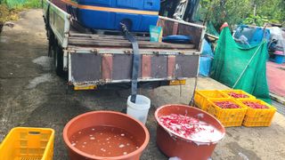 백창석님의 고추 · 영농일지 작성글 사진