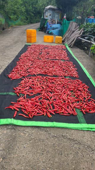 백창석님의 고추 · 영농일지 작성글 사진