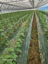 팜모닝 👍팜이웃 칭찬해요!·참여글 게시글 이미지