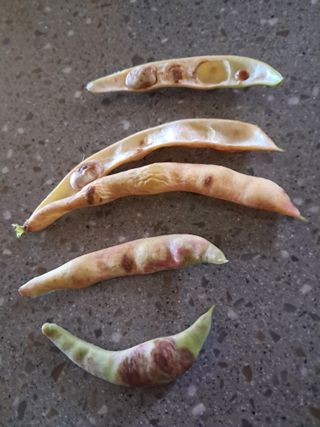 만월봉아지매님의 자유주제 · 자유게시판 작성글 사진