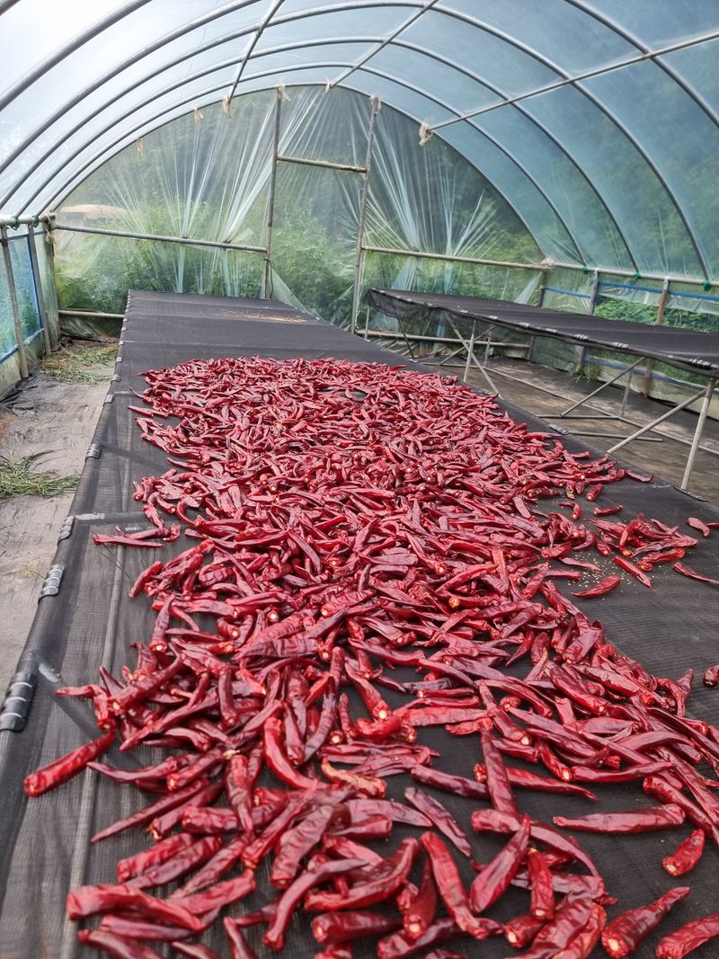 호랑이와인성이님의 장터 판매 상품 [ 고추가루 ] 첨부 사진