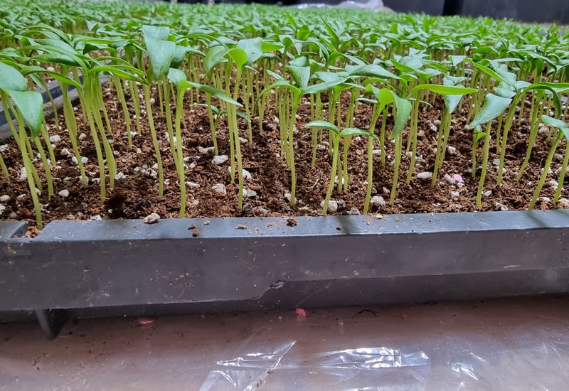 호랑이와인성이님의 장터 판매 상품 [ 고추가루 ] 첨부 사진