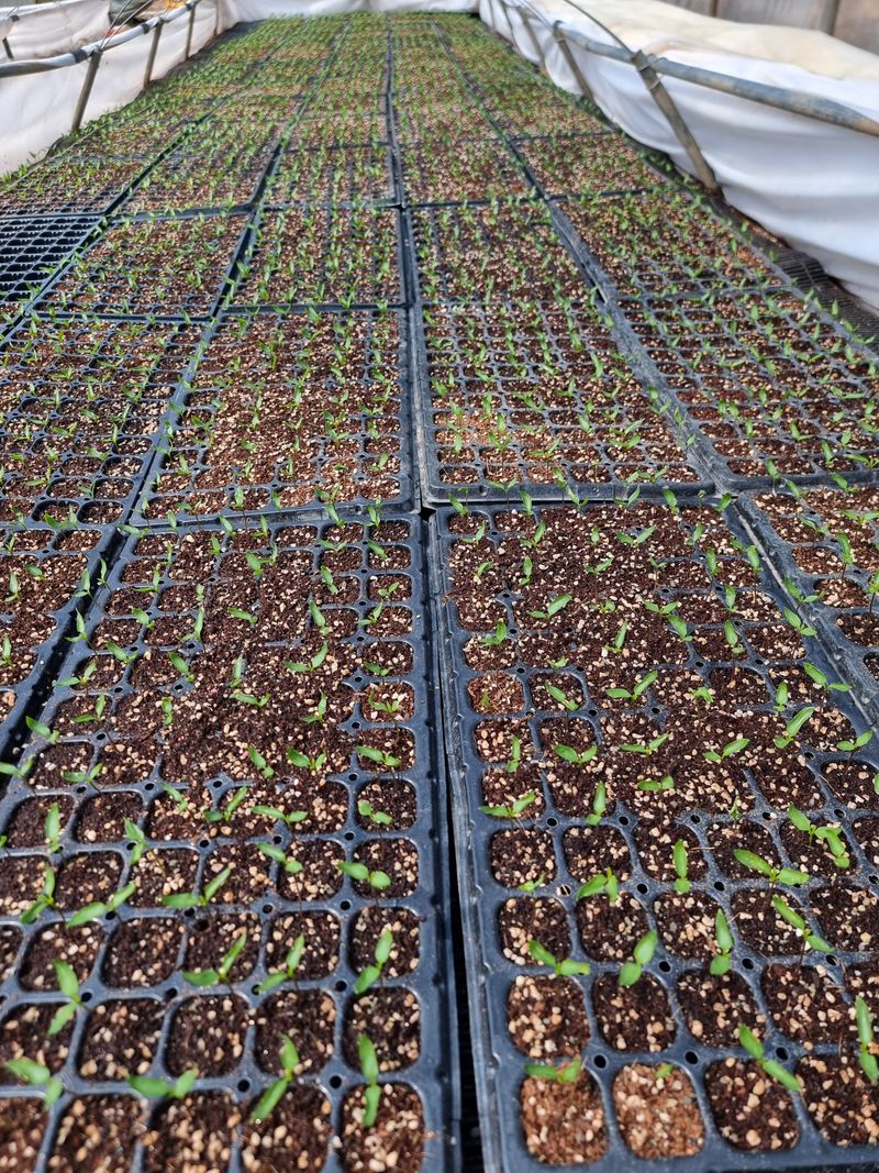 호랑이와인성이님의 장터 판매 상품 [ 고추가루 ] 첨부 사진