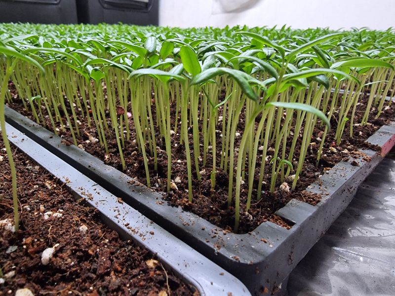 호랑이와인성이님의 장터 판매 상품 [ 고추가루 ] 첨부 사진