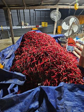 함주호님의 고추 · 영농일지 작성글 사진